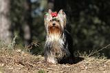 YORKSHIRE TERRIER 197